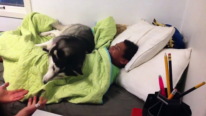 Boy And Husky Don’t Want To Get Out Of Bed. Watch What Happens When Mom Pulls The Blanket Off