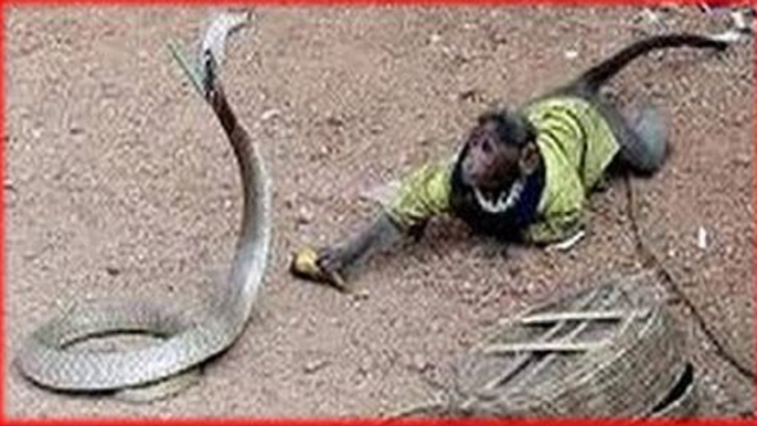 Python vs. King Cobra vs. Snake vs. Monkey Real Fight