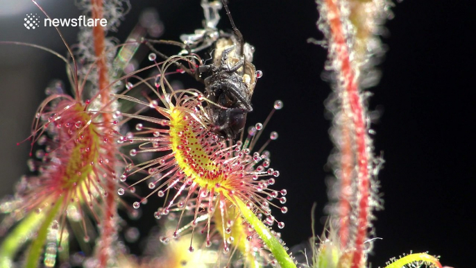 4K footage of a carnivorous plant wrapping around bug