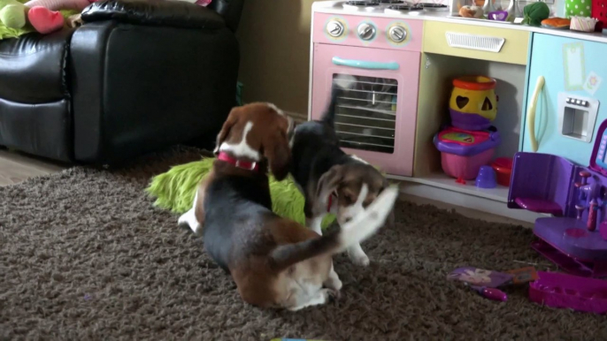 Le premier mois d'un bébé chien Beagle dans une famille.. Trop mignon !