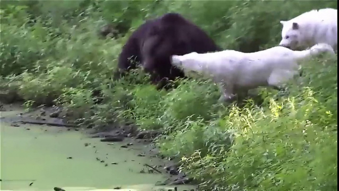 Big animal fights - natures heavyweights face off!