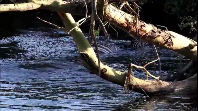 Crocodile Attacks Zebra in Tanzania Serengeti