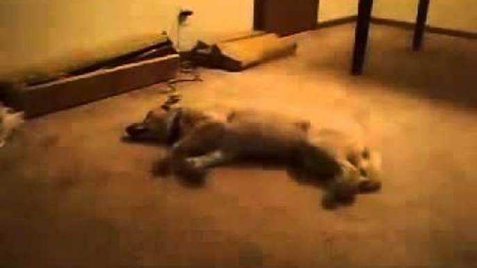 Ha Ha  Dog Trying To Walk In Sleep-Funny Whatsapp Video | WhatsApp Video Funny | Funny Fails | Viral Video