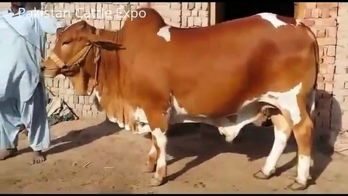 Beautiful Qurbani Bull - Eid ul adha in Islamabad