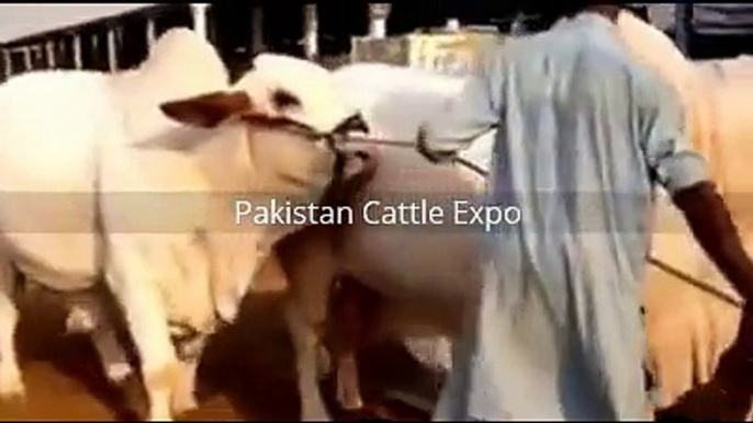 Heaviest Qurbani Bull 2016 Eid ul adha Pakistan