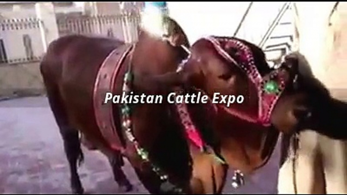 Qurbani Bull 2016 Eid ul adha - Qurbani cow