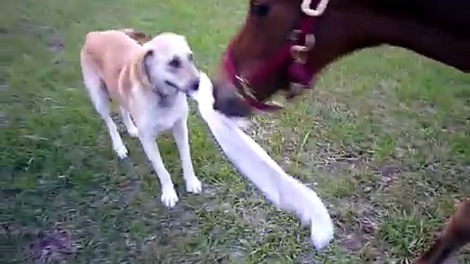 Questo Cane Giocherellone afferra un Asciugamano Inseguendo il Cavallo: Ma Guardate la Reazione…Inaspettato!!!