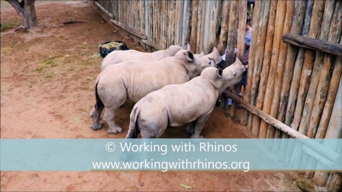 Les pleurs hyper touchants de bébés rhinocéros qui réclament du lait