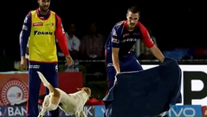 Funny Situation -Dog invades the pitch during IPL Match -RPS VS DD -  Street Dog run in the field -  MATCH 49 - IPL 2016