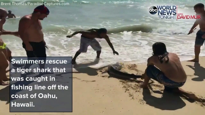 Des braves jeunes portent secours à un requin-tigre blessé