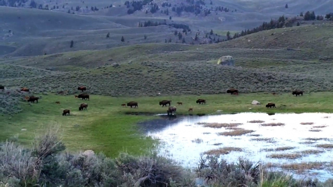 Bison Our National Mammal at Yellowstone National Park