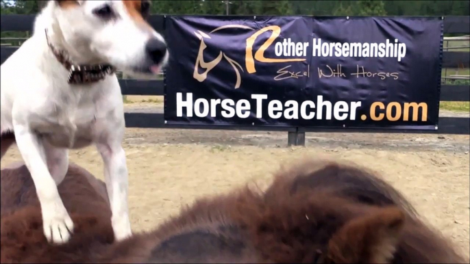 Quand les chiens se mettent à monter à cheval et font du saut d'obstacle