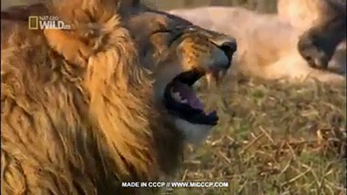 lion laughing funny clip