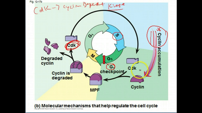 AP Biology: Cell Cycle Regulation and Cancer