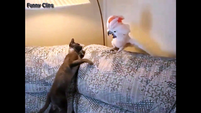 Funny Animal   Funny Cat and Parrot Funny video