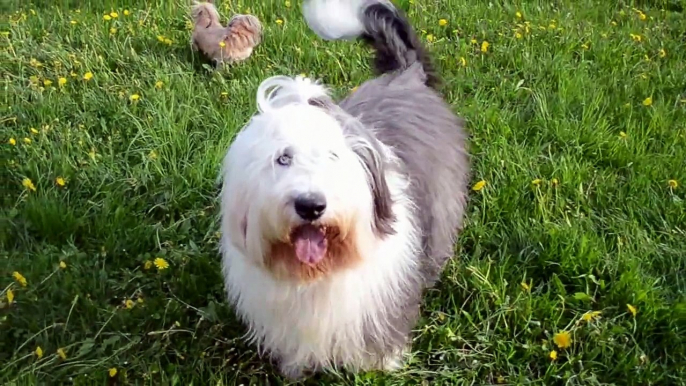 OLD ENGLISH SHEEPDOG