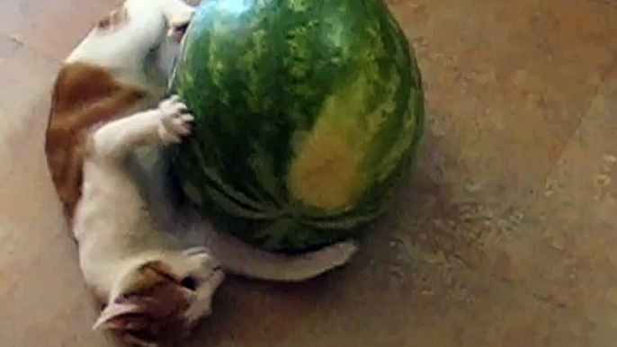 Kitten vs. Watermelon