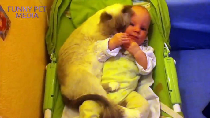 Cats and Babies ★ Cat Meets Baby for First Time (HD) [Funny Pets]