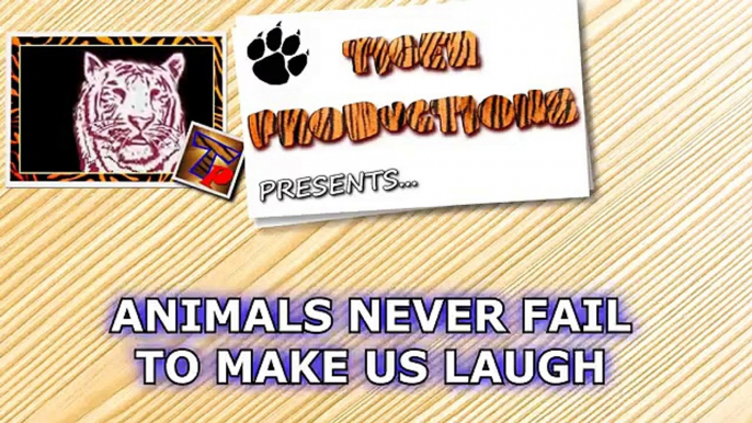 Animals never fail to make us laugh   Super funny animal compilation