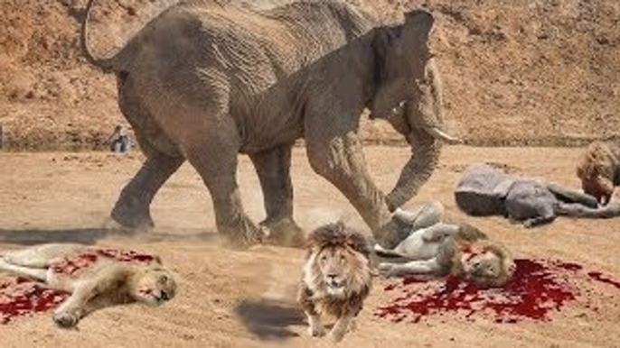 Wild animals fight to death - CRAZIEST Animal Fights Caught  - Dog vs Cobra Snake #2