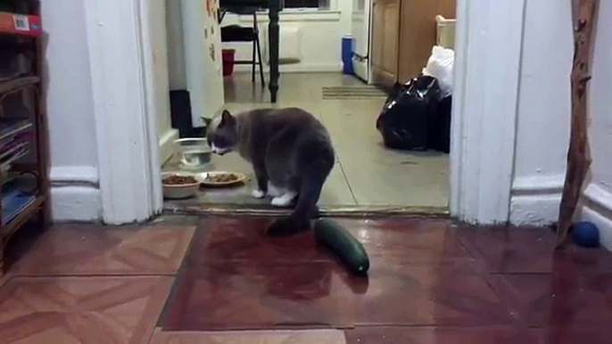 Funny Cats Scared of Cucumbers + Cats vs Cucumber Prank Gone Wrong ► Cats and Cucumbers Compilation