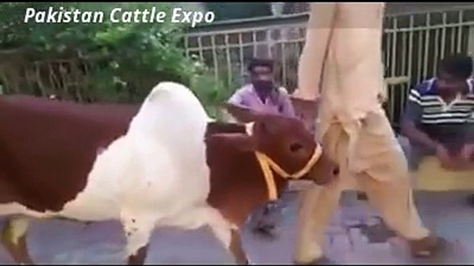 || Qurbani Bull || 2016 || Eid ul adha || Qurbani cow || Professional Qasai ||