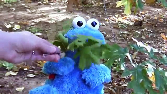 Cookie Monster Eating Leaves, Acorns, & Pinecones   Autumn Fall Time