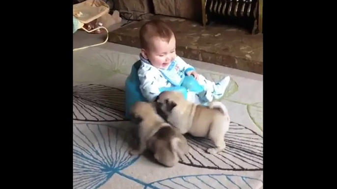 Baby plays with two pug puppies