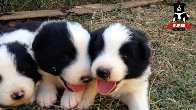 N-004/15 - Filhotes de Border Collie | Canil Super Border