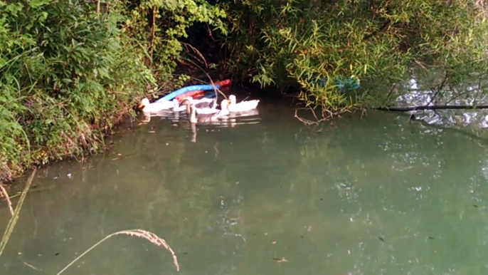 Ducklings in the pond