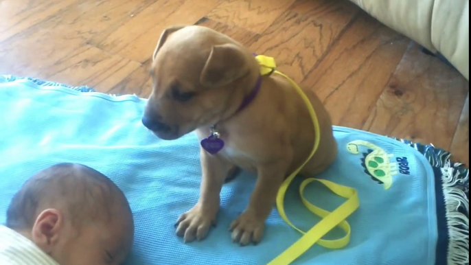 Sleepy Puppy falls asleep on baby