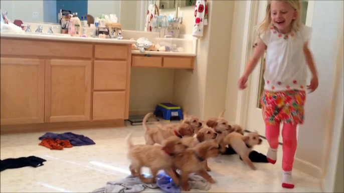The 9 Puppy Chase & Tackle