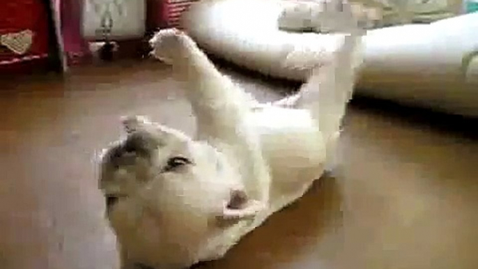 Puppy Cant Get Up