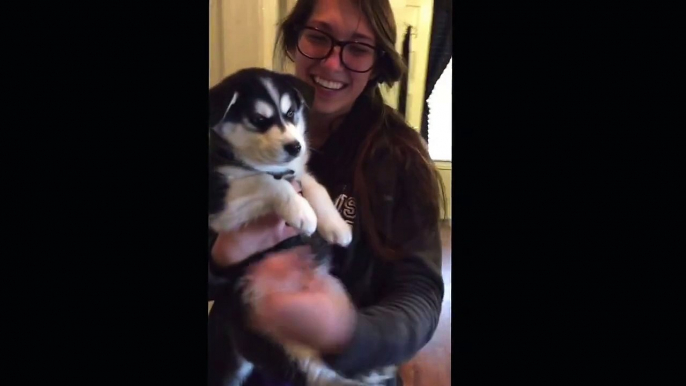 Talking husky puppy