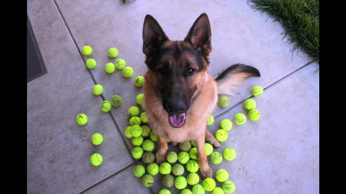 Time Lapse: Puppy to Adult in 40 seconds. Dunder po a day. Year 1