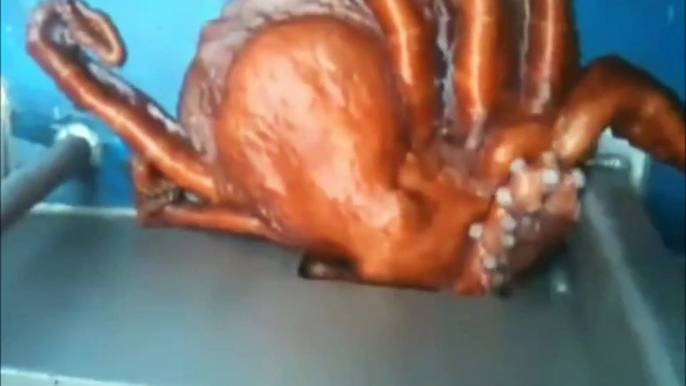 Octopus Escaping Fishing Boat Squeezes Through Incredibly Tiny Hole To Regain Its Freedom