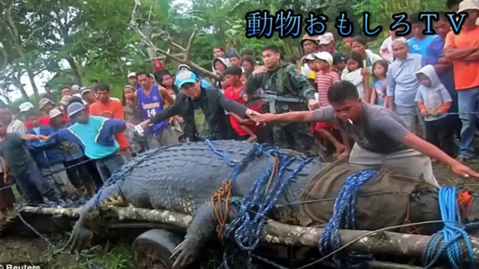 【超大型　生物】World's Biggest Animals All Time TOP 10 Biggest Animals Huge Animals　動物おもしろＴＶ