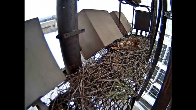 CornellRTHA Cam  'BR Takes A Fly About Before Dark'  5:19 pm  _3.26.14_