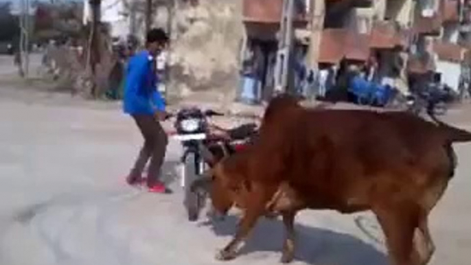 Ha Ha Ha - Bike Stunt Fails ( Cow VS Bike Riders )