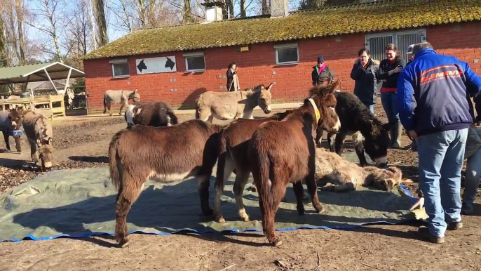 Stichting de Ezelshoeve: DE KUDDE NEEMT AFSCHEID VAN BRAM