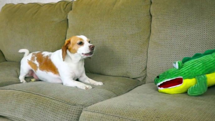 Dog Saves Sister from Alligator Puppet  Cute Dogs Maymo & Penny