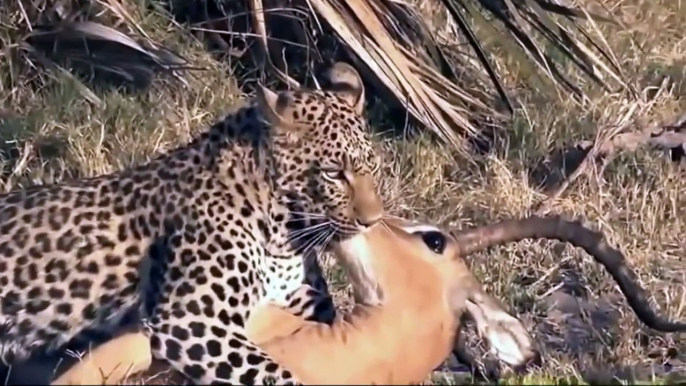 Most Amazing Wild Animal Save other Animals - Most Amazing Wild Animal Attacks, lion, Deer, zebra