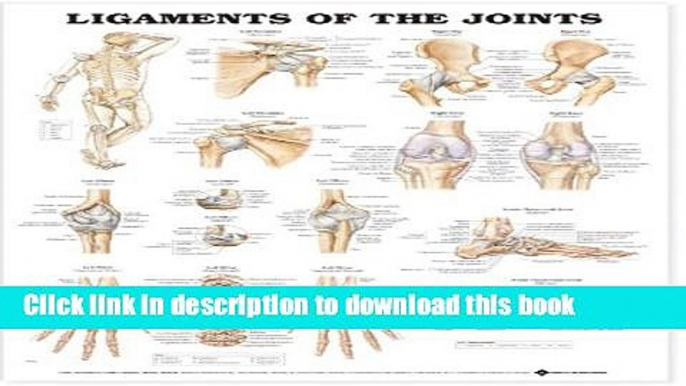 New Book Ligaments of the Joints Anatomical Chart