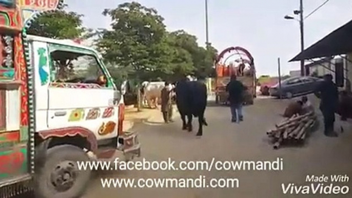 Cow Unloading for Bakra Eid 2016