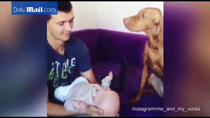 Il papà bacio il bimbo, ma il cane è geloso. Guardate cosa fa...