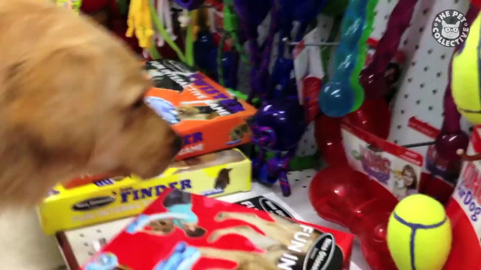 Funny Dog Logic Pet Video Compilation 2016