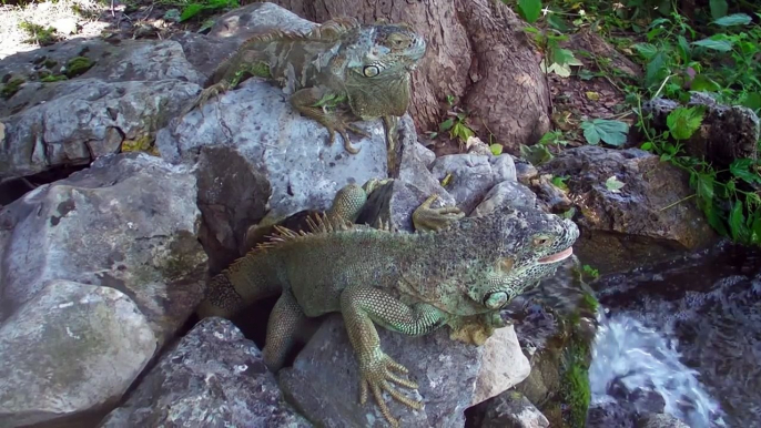 2012. 05. 29. Zelena iguana - ZR - Beo Zoo Vrt