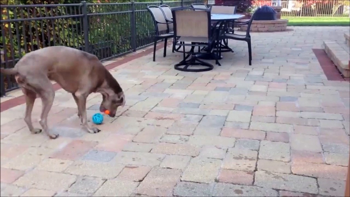 Ce chien a du mal à choisir sa balle.. Gros dilemne