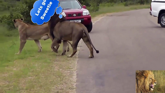 The most serious incidents- lion attacking a tourist in his car