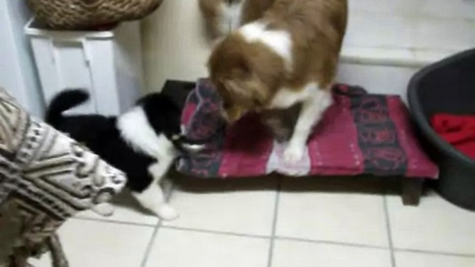 Luna (10 semaines) et Flame (8 mois) berger australien et Spino (7ans) Border Collie